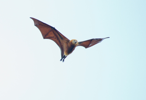 Greater Mascarene Flying Fox