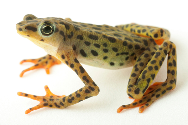 Rio Pescado Stubfoot Toad