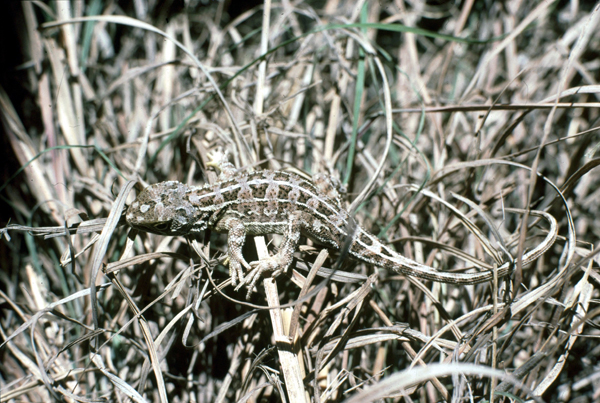 Grassland Earless Dragon