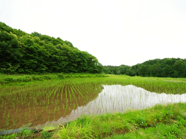 田んぼの風景