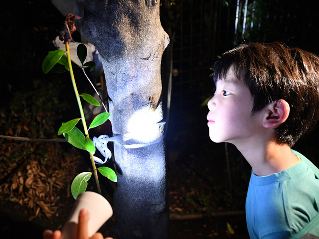 ライトに照らされた虫を観察する少年の画像