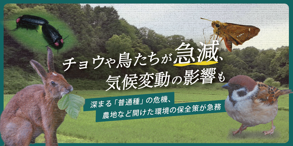 チョウや鳥たちが急減、気候変動の影響も