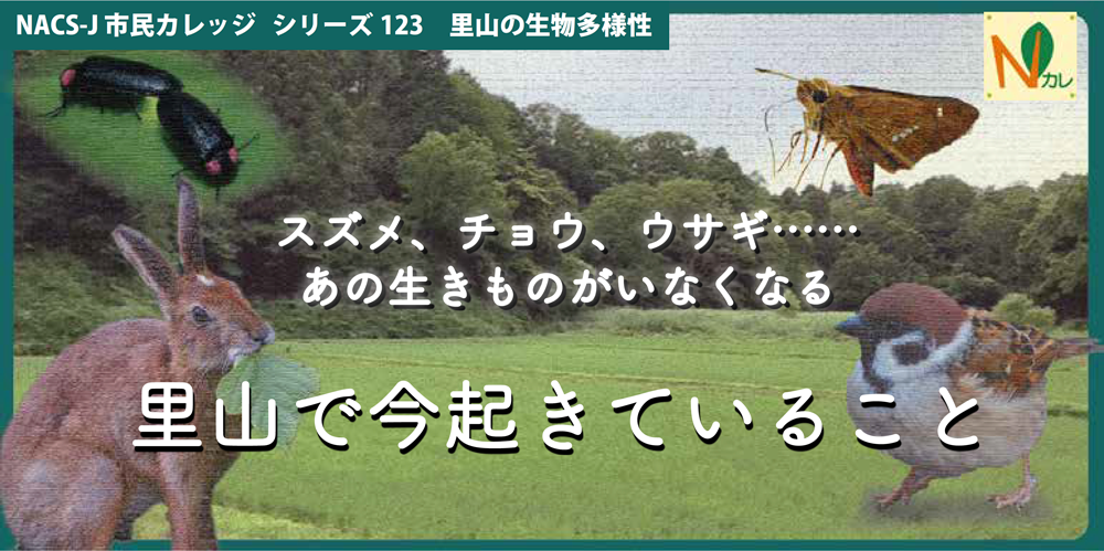 スズメ、チョウ、ウサギ...あの生きものがいなくなる、里山で今起きていること