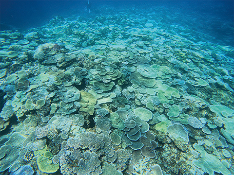 辺野古沖のサンゴ礁