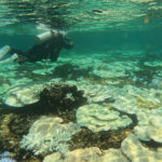 大浦湾のサンゴ礁