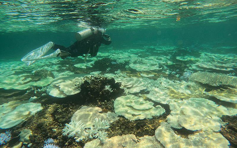 大浦湾のサンゴ礁