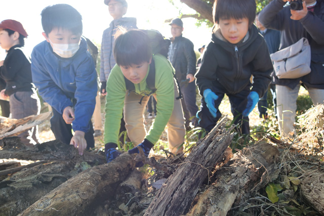 カブトムシを探す子どもの写真